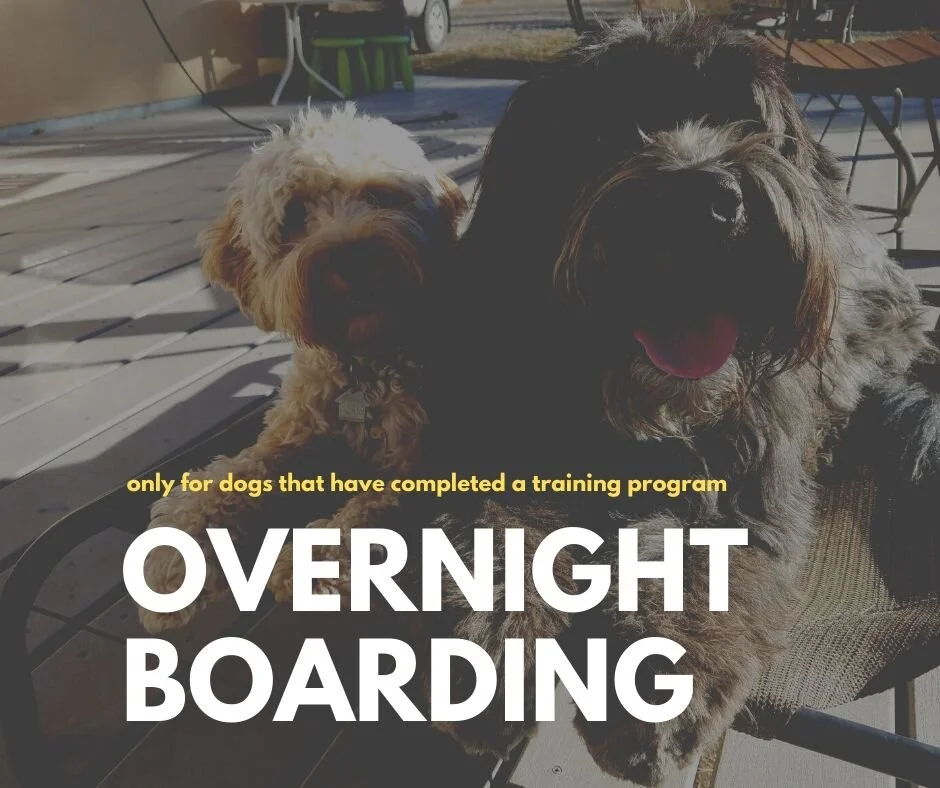 Overnight Boarding Lead Off Leash K9 Training